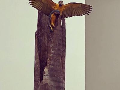 Araras de volta ao ninho