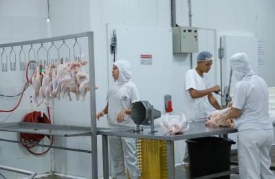 Programa municipal de abate de aves impulsiona agricultura familiar
