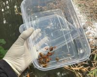 Técnicos da Vigilância Ambiental integram pesquisa de campo sobre caramujos em Nova Mutum