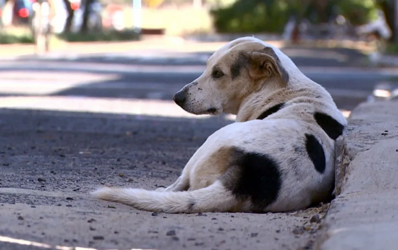 Prefeitura orienta população sobre cuidados e denúncias envolvendo animais
