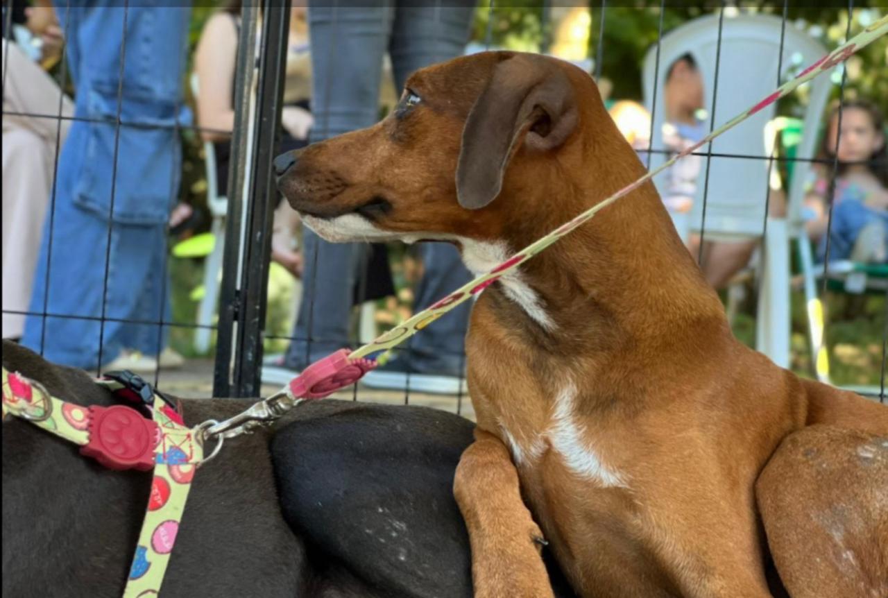 Sama retoma Feira de Adoção de Pets ao lado do Corpo de Bombeiros