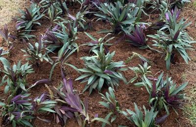 Para evitar acidentes, equipe da Sama realiza substituição de plantas nas vias de Sorriso