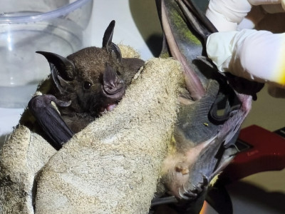 Foto: Reprodução/Prefeitura de Sorriso - MT