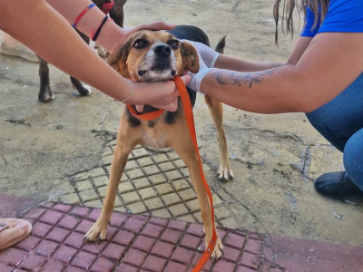 Foto: Reprodução/Prefeitura de Sorriso - MT