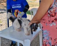 Mais de 11 mil animas ainda precisam ser imunizados contra a raiva