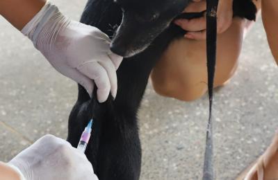 Na Zona Leste, Dia D resultou em mais de 2,7 mil  pets vacinados