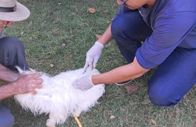 Com equipes volantes, Vigilância Ambiental já imunizou mais de 2 mil animais da área rural