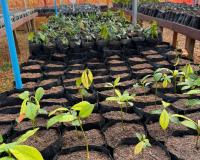 Projeto promove recuperação ambiental do Jonas Pinheiro
