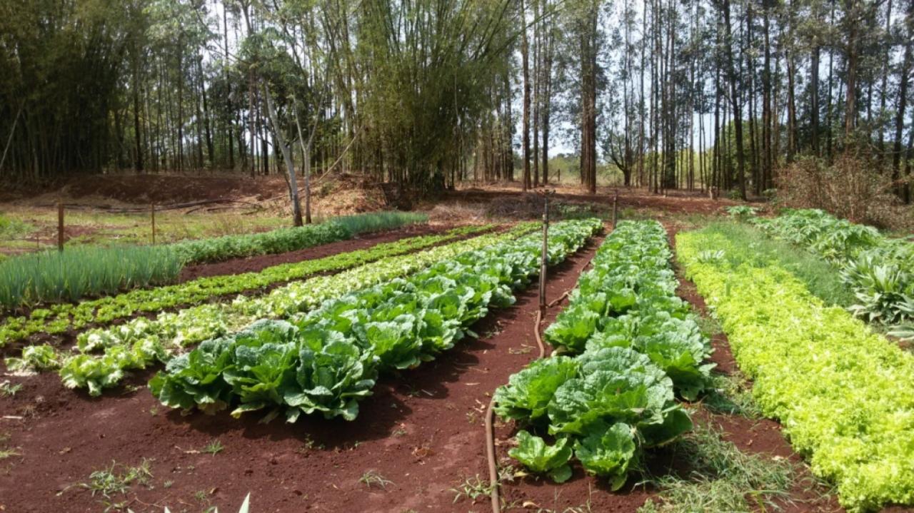 Produtores de Sorriso são contemplados pelo FUNDAAF e recebem aporte para fortalecimento produtivo