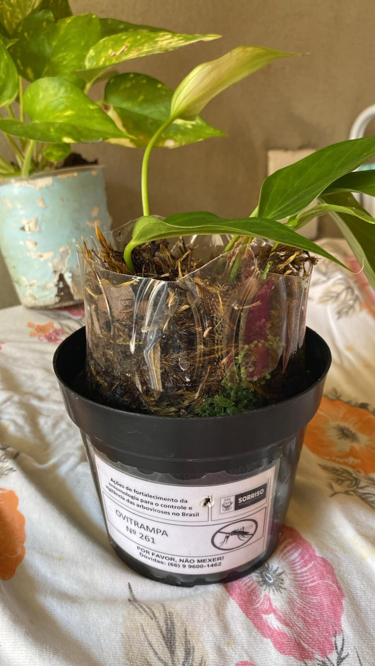 Vigilância Ambiental reforça pedido para moradores não usar armadilhas ovitrampas como vasos ornamentais