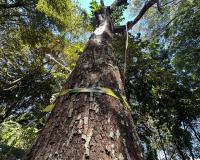 Com risco de queda, Prefeitura organiza remoção de árvores da Área Verde