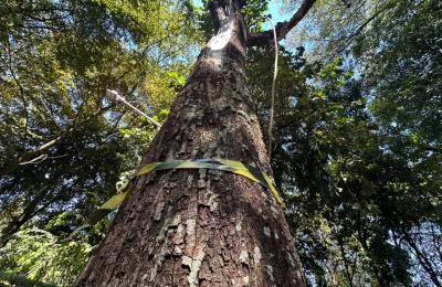 Com risco de queda, Prefeitura organiza remoção de árvores da Área Verde