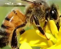 Abelha é oficializada como mascote do Turismo Agro Sustentável de Sorriso