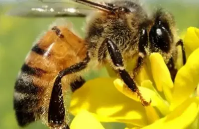 Abelha é oficializada como mascote do Turismo Agro Sustentável de Sorriso