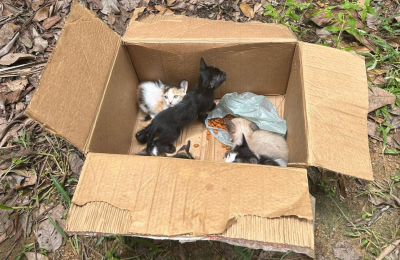 Abandono de filhotes no Parque Ecológico: suspeito é identificado e crime será punido