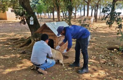 Vigilância já imunizou mais de 3,1 mil animais da área rural