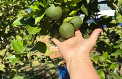 Escola Aureliano planta conhecimento e colhe frutos de projetos inovadores